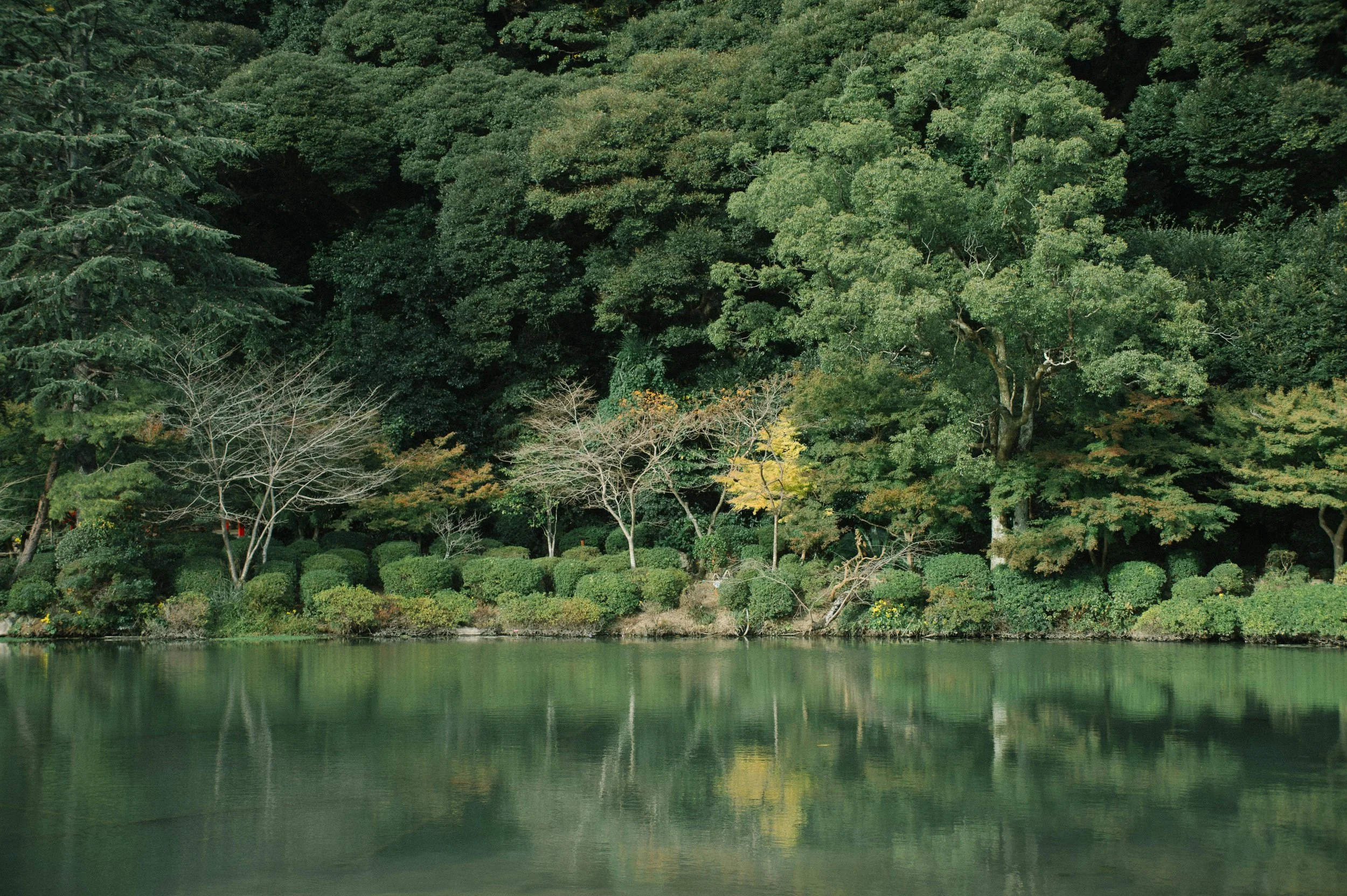 The Power of Native Plants: Why Planting Local Species Protects Biodiversity
