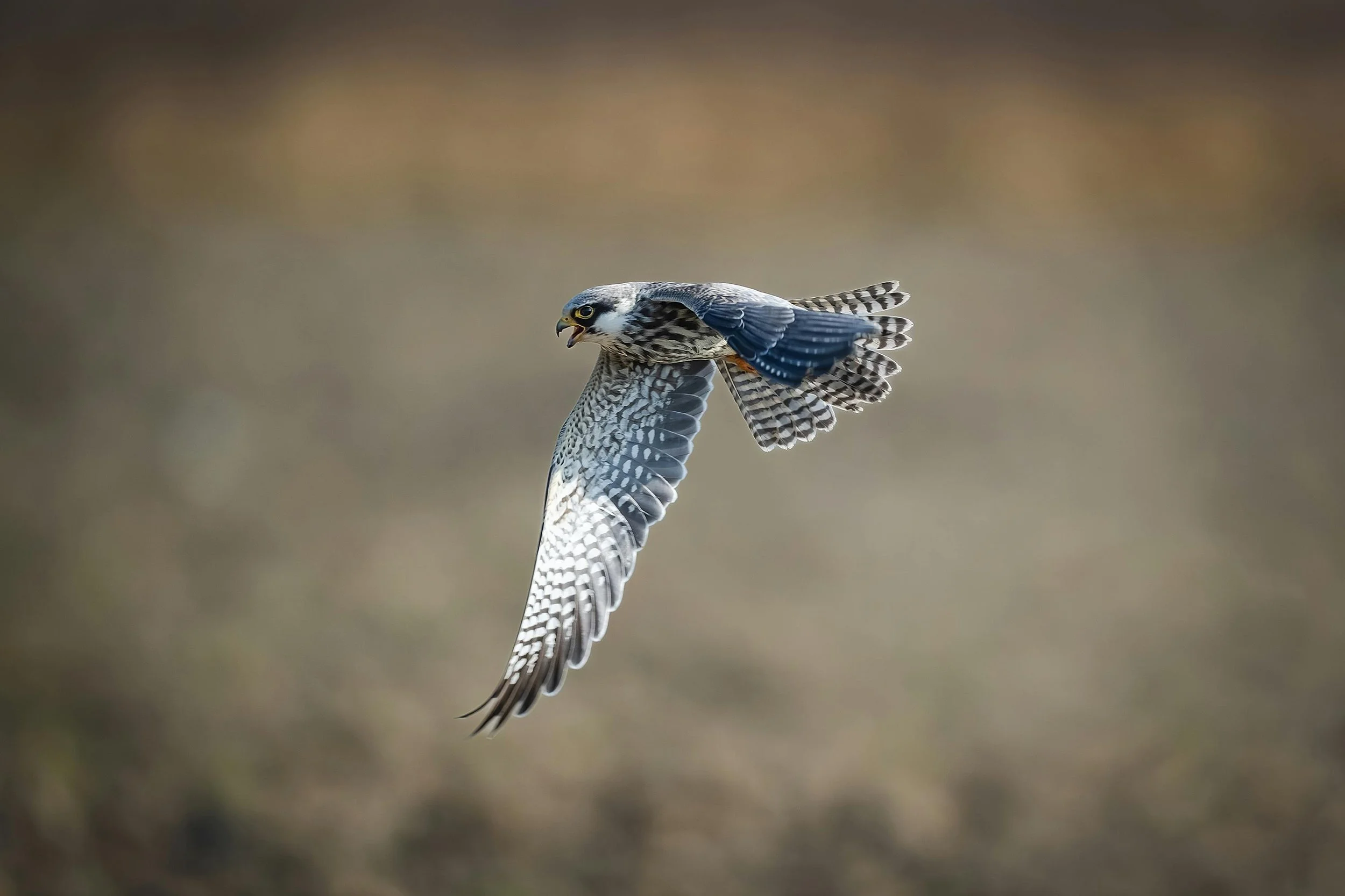 Peregrine Falcons: The Fastest Animals on Earth and a Conservation Comeback Story