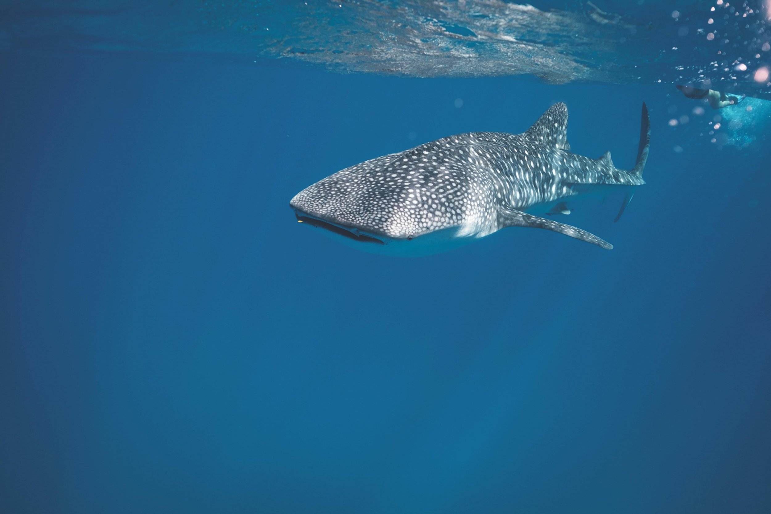 Whale Sharks: Gentle Giants That Keep Oceans in Balance