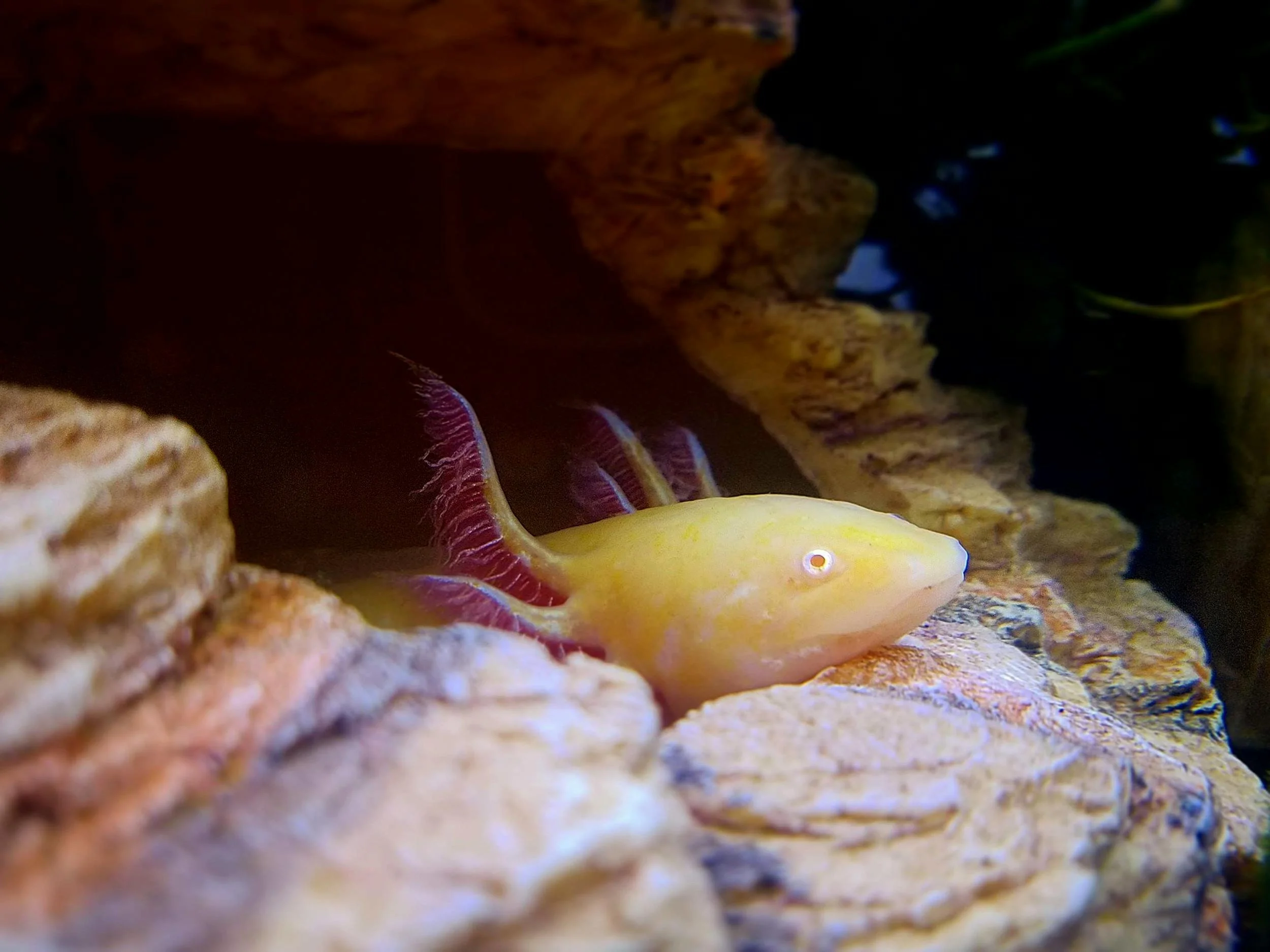 Axolotls: The Endangered “Smiling Salamanders” That Can Regrow Limbs
