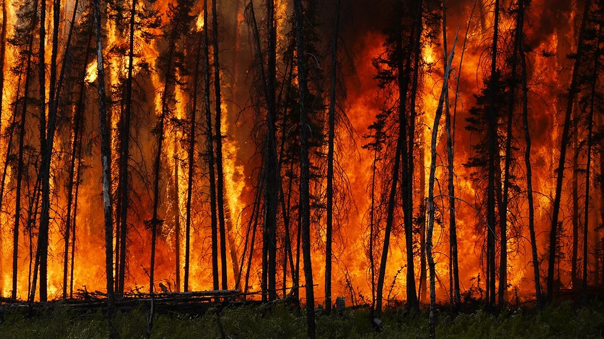 Wildfire Prevention &amp; Management: Understanding Causes, Impacts, and Smarter Solutions