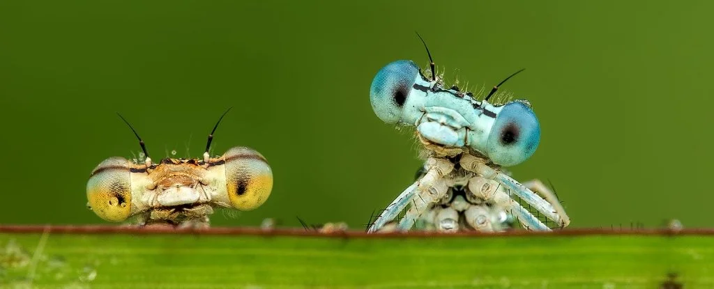 The Quiet Collapse of Insects: Why Losing the Little Things Matters Most