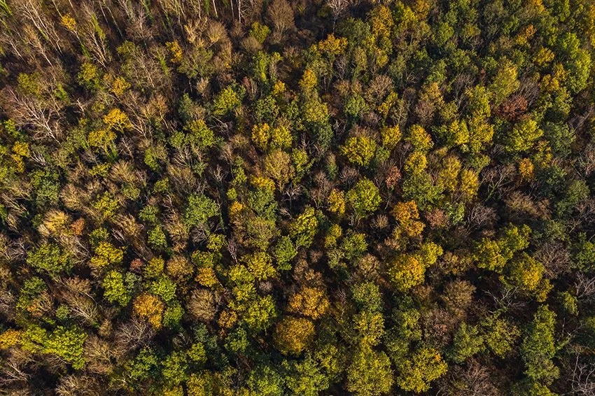 The Forest’s Final Warning: What Dying Trees Tell Us About a Changing Planet