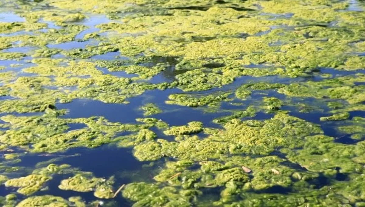 Toxic Trails: How Chemical Runoff Is Poisoning Our Waterways