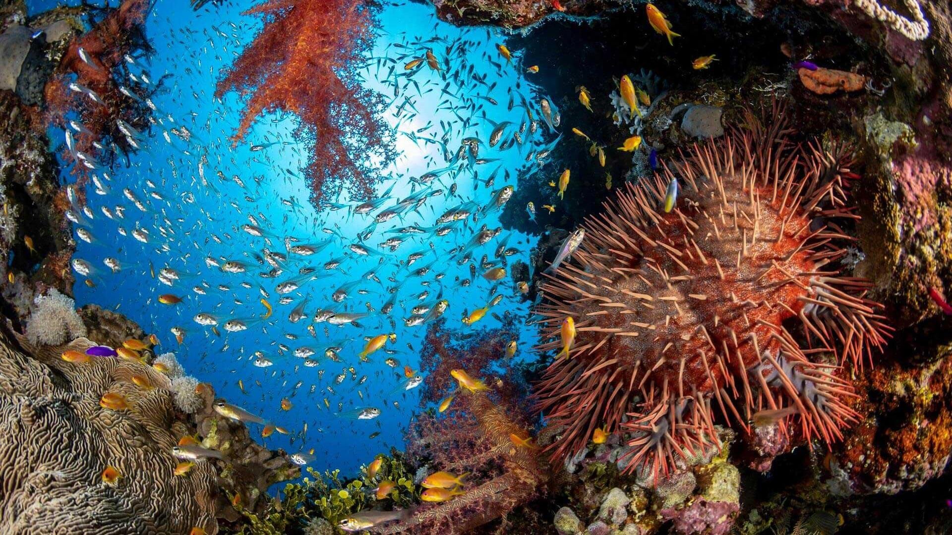 The UN Adopted a Treaty to Protect Marine Biodiversity in International Waters.