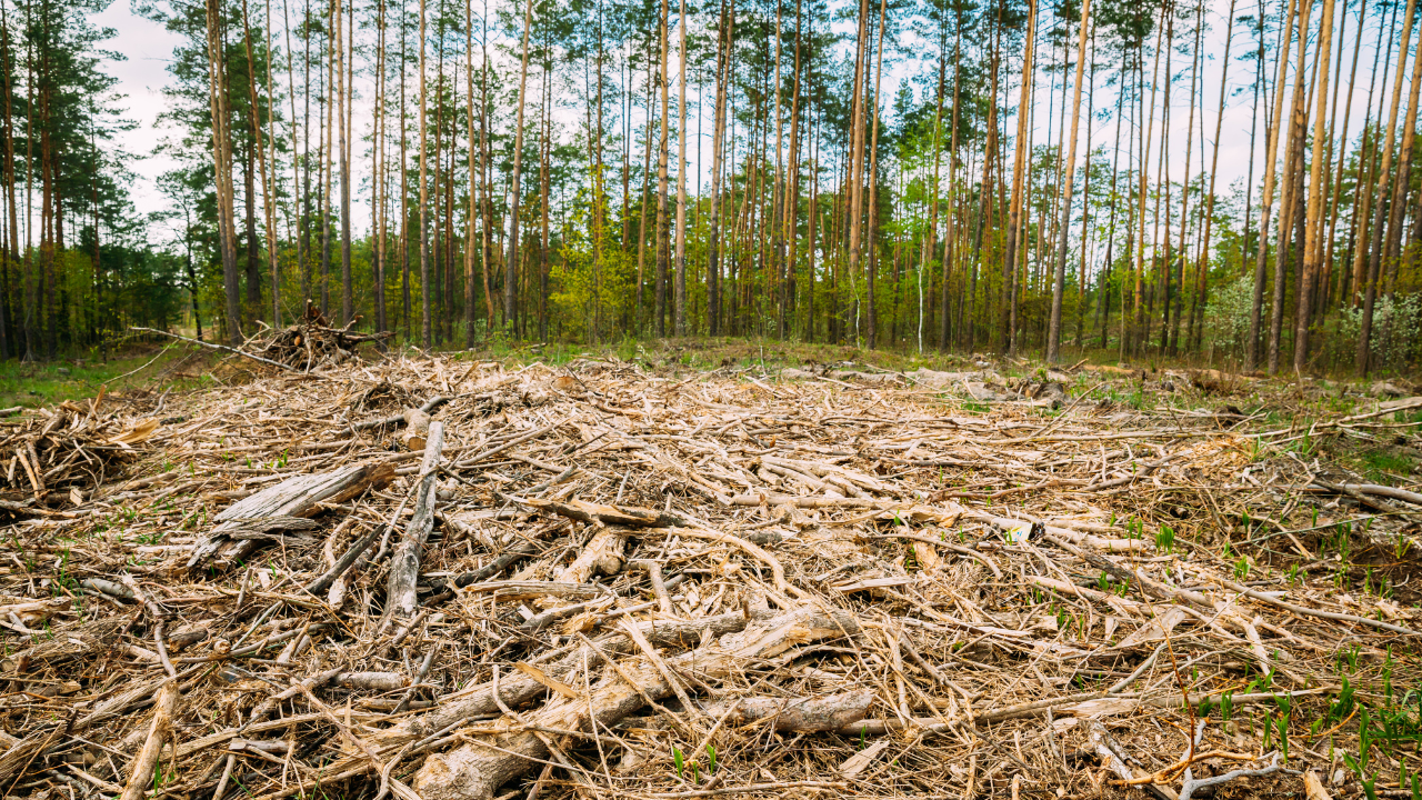 The EU Banned Imports Tied to Deforestation