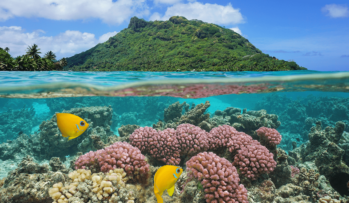 UNEP and FAO Recognized Landmark Initiatives Reviving Ecosystems Through Nature Restoration Projects