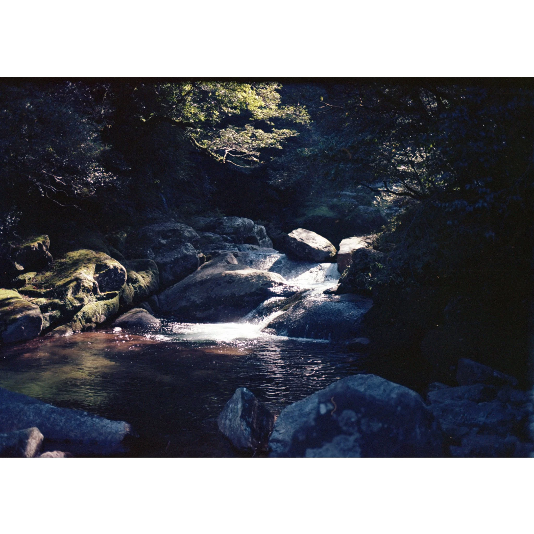 yakushima3.jpg