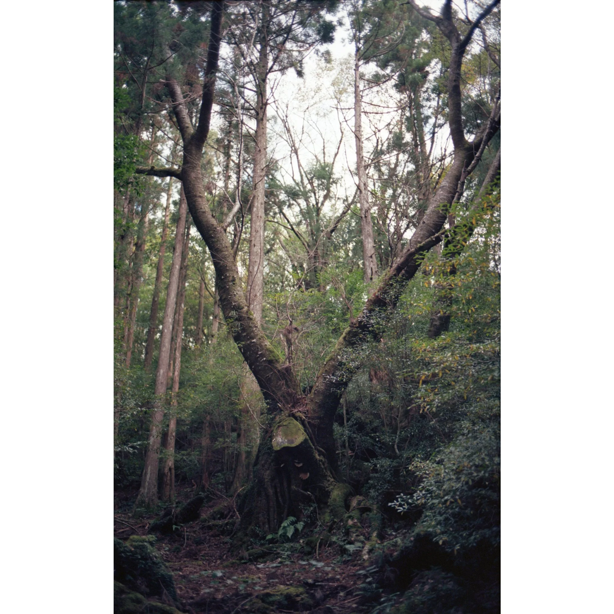 yakushima1.jpg