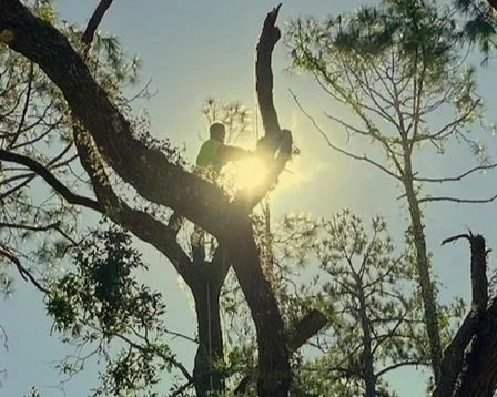 Tree Trimming and Pruning storm damage live oak