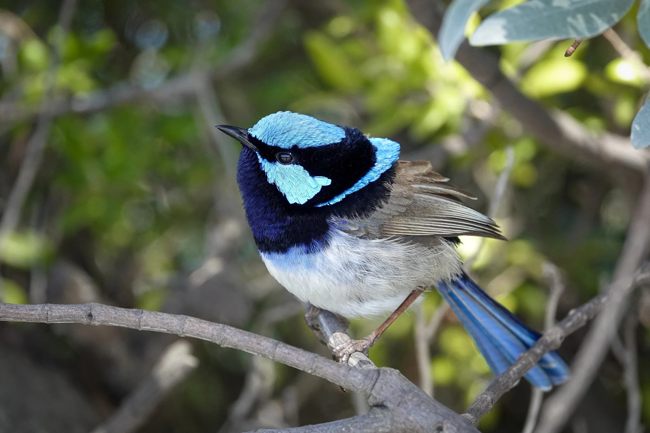 Superb Fairywren 