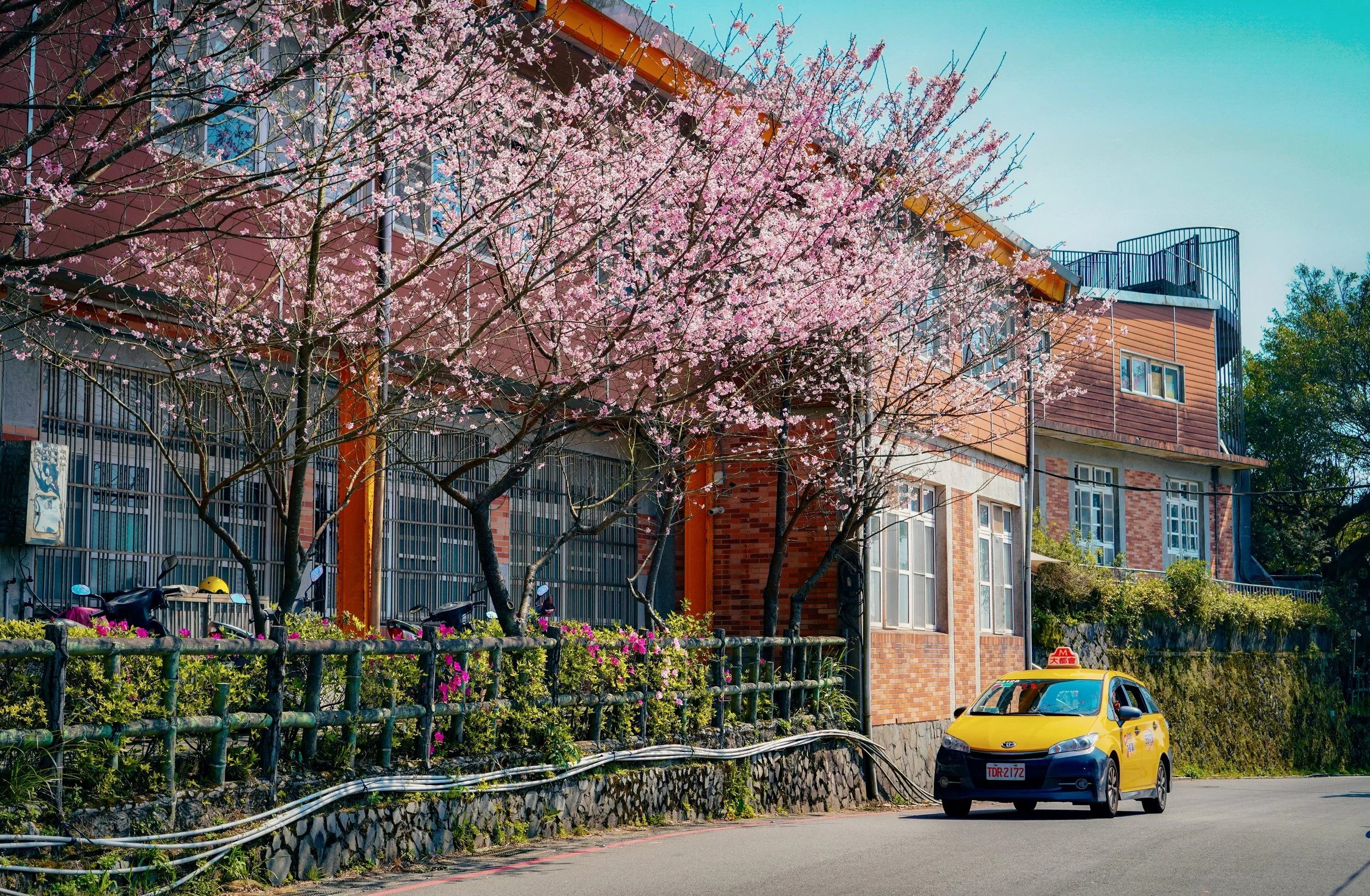 Cherry blossom in Yangmingsan, Taipei