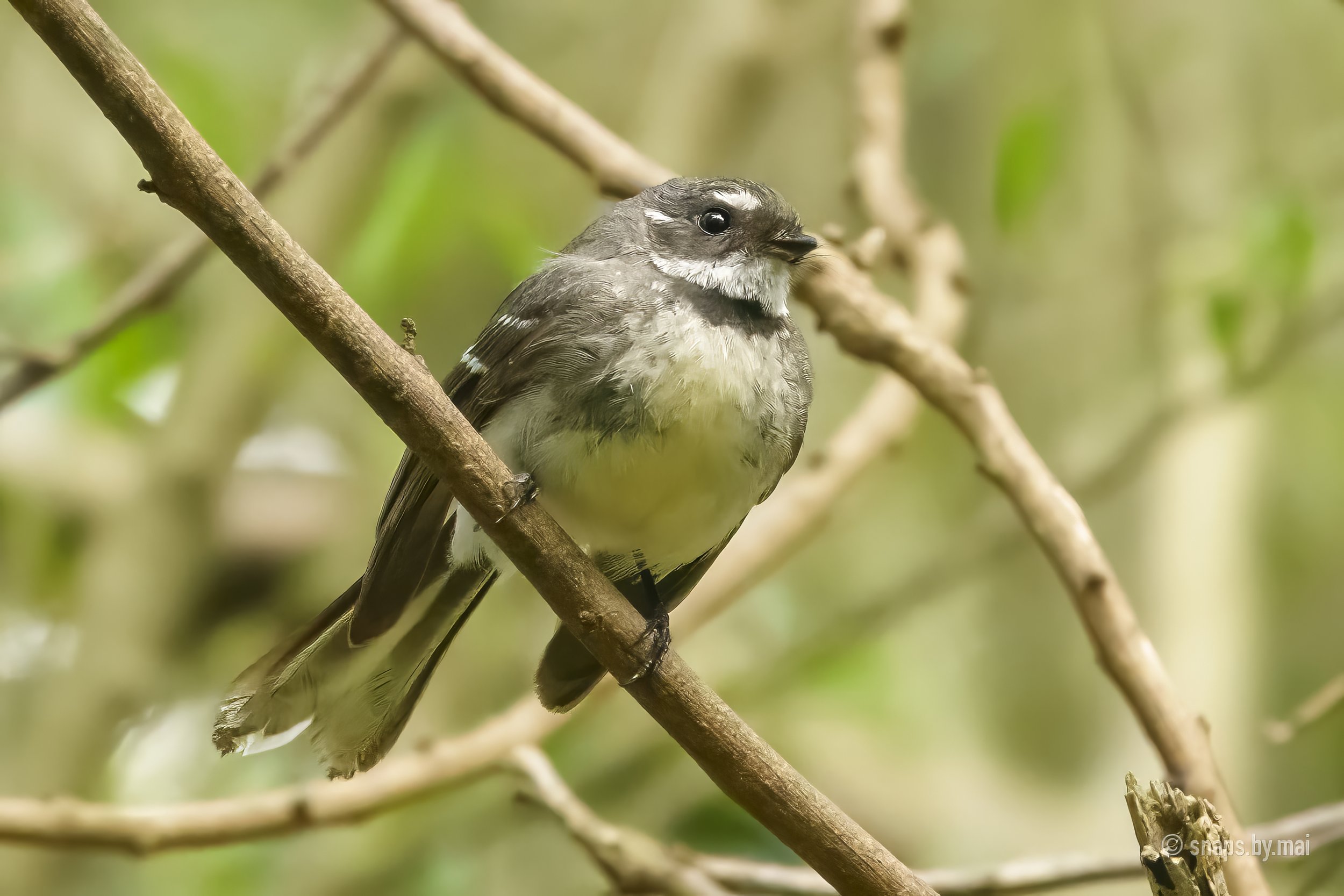 Grey Fantail