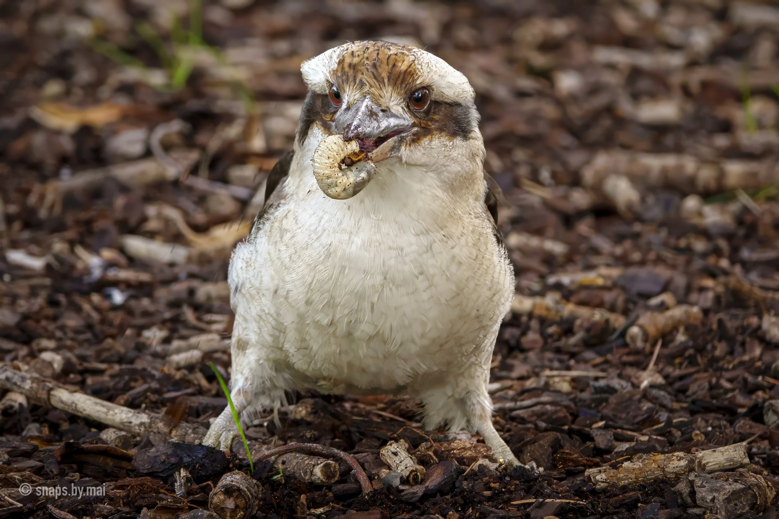 Laughing Kookaburra