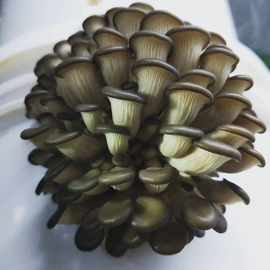 luxPQxhA33UbeZZkzph8dX (1).jpeg