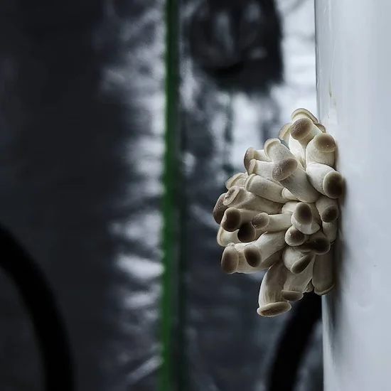 1EnV2ilHQjAcPQrc5aOcfS (1).jpeg