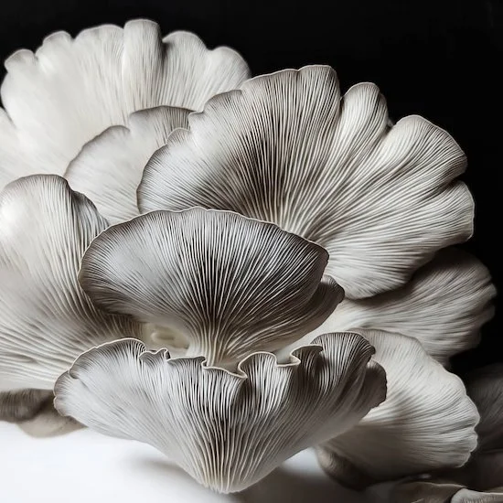 ly7bwkZCSIJdBQ0TUPz0ro (1).jpeg