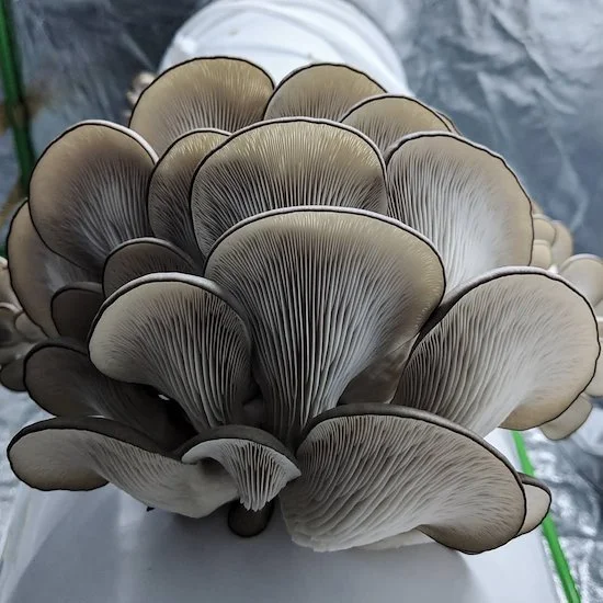 35tLiroNz4IbDR5QyrNSrE (1).jpeg