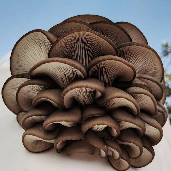 lnPkjVnPRcnfq34MBxFnY0 (1).jpeg