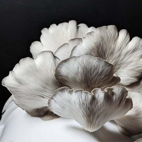 9jOmoQLm6L8bpYchg9z7ZK (1).jpeg