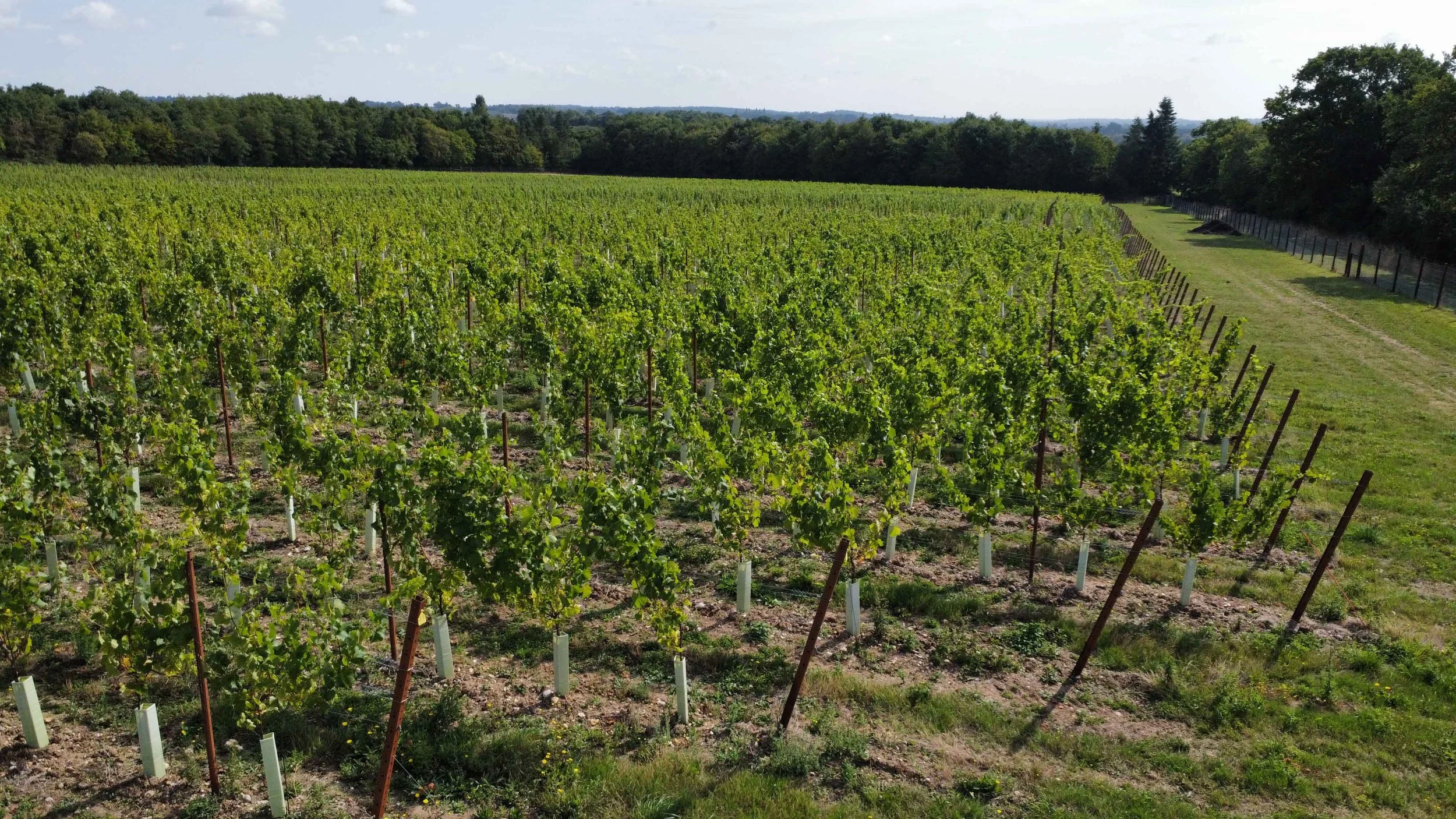 Vineyard with rows of grapevines stretching into the distance, surrounded by green trees and hills under a partly cloudy sky.