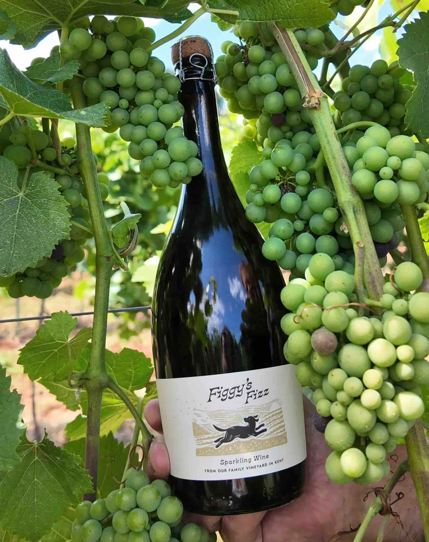 Figgis Family Vineyard Featured on InsideKENT