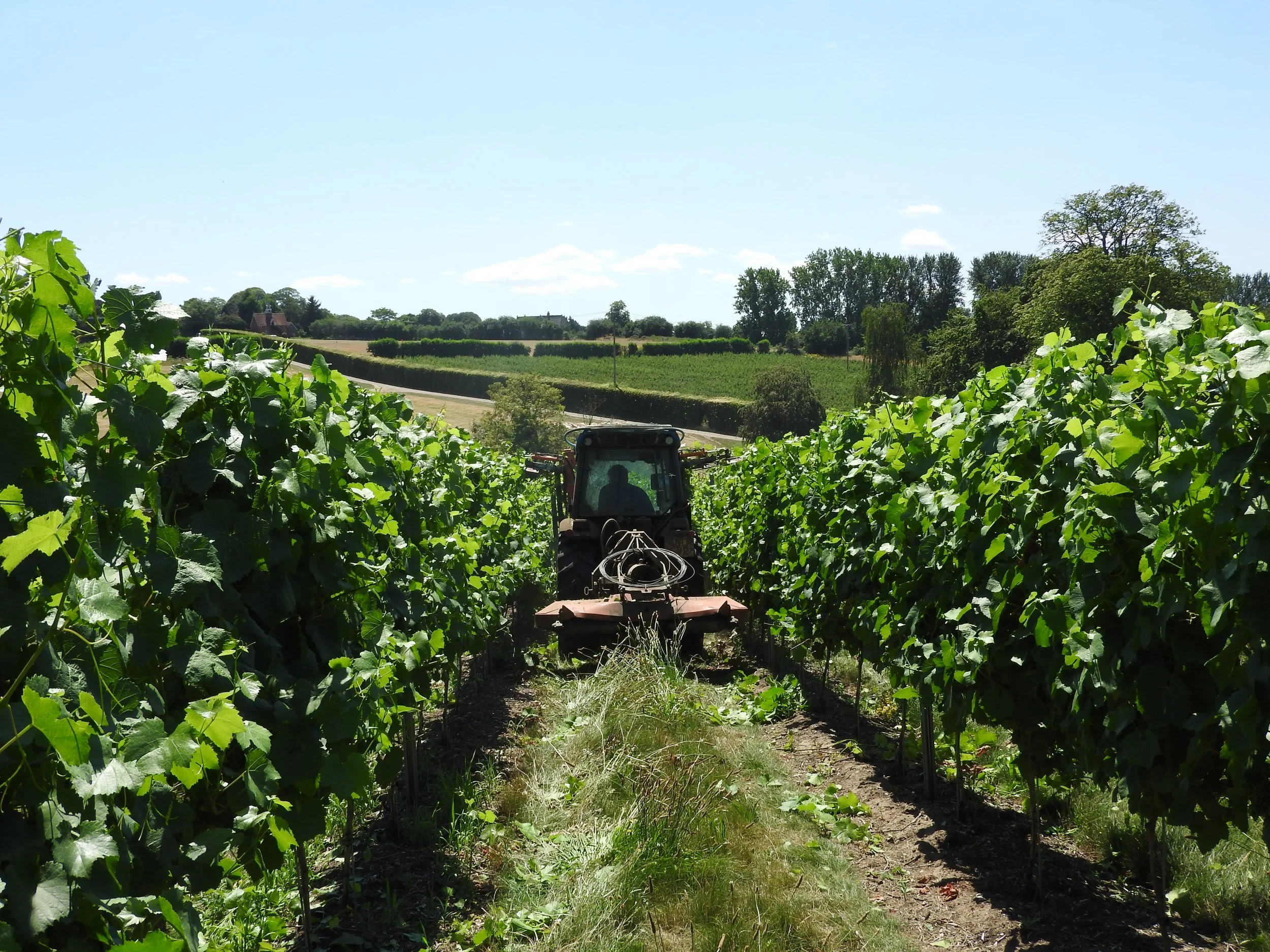 Tractor working between rows of vines at Figgis Family Vineyard, Mount Ephraim, Kent