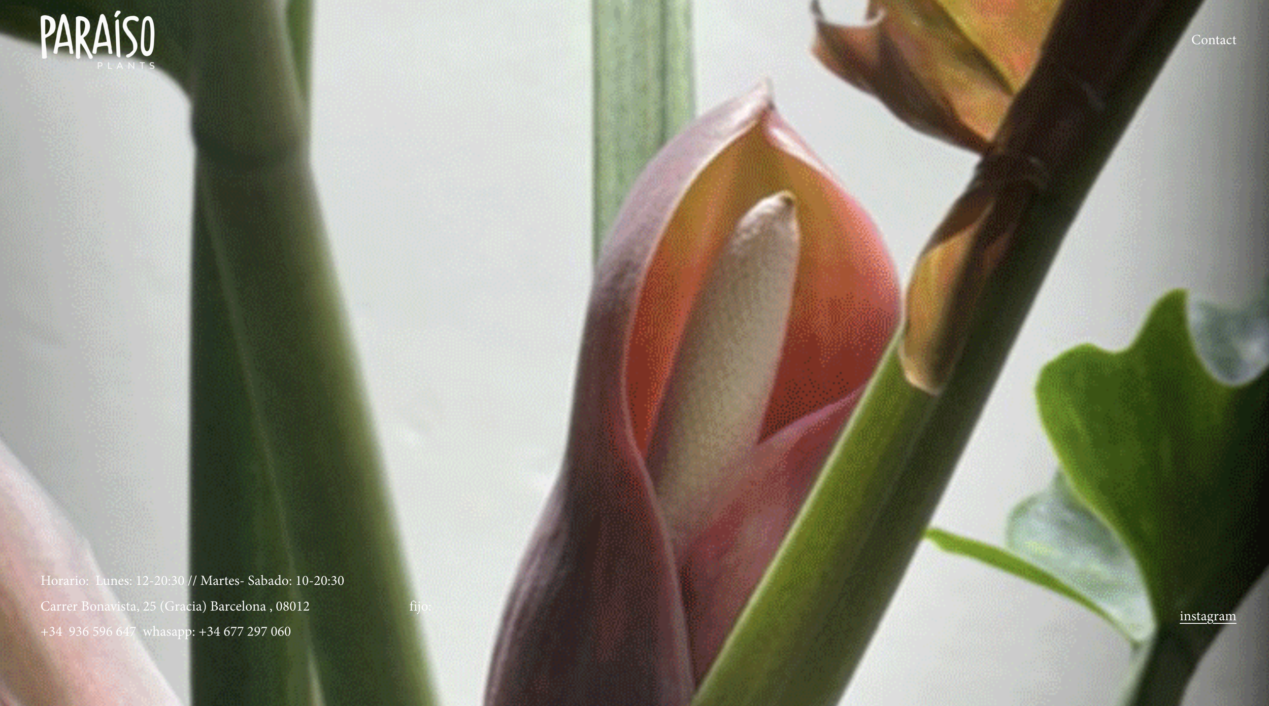 Website for Paraiso Plants