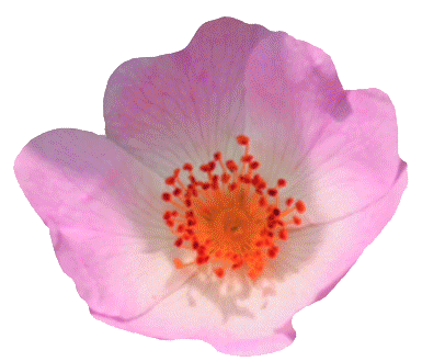 Visuals with Marrow (flower essence)