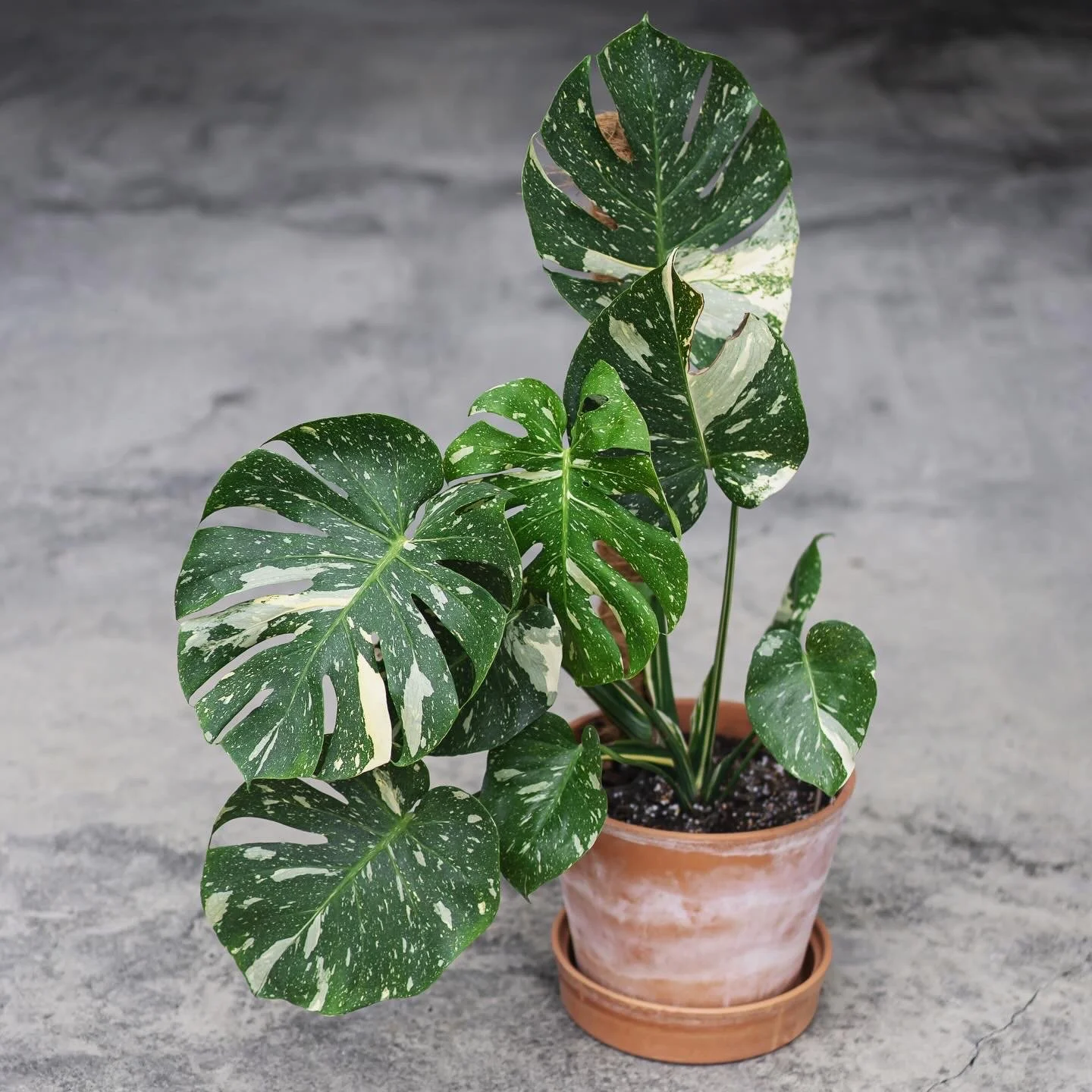 DD39EF13-7F64-491E-99E8-5B7EFACE4EBA 2.JPG