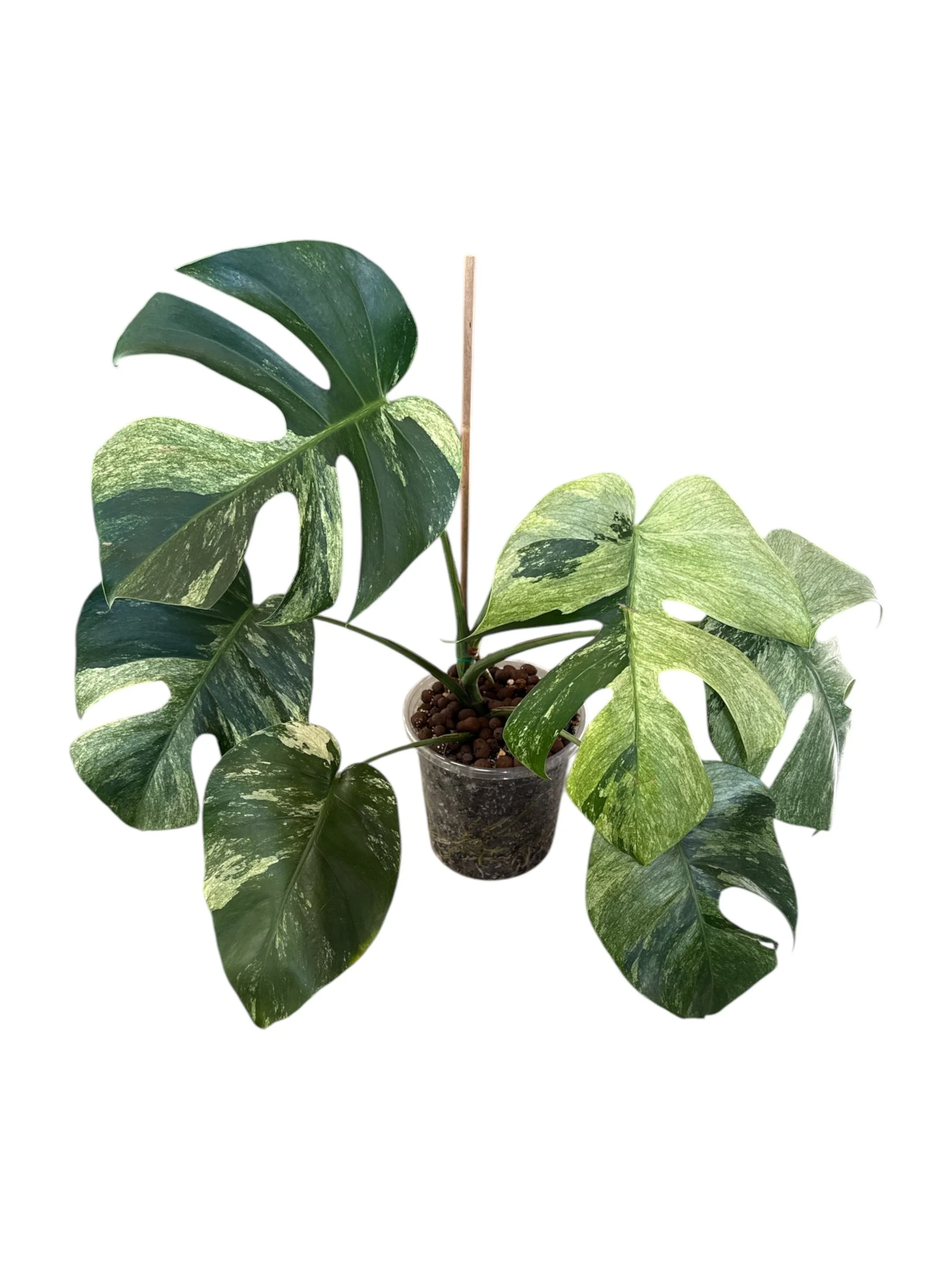 Phoenix Vine Houseplants 10.JPEG
