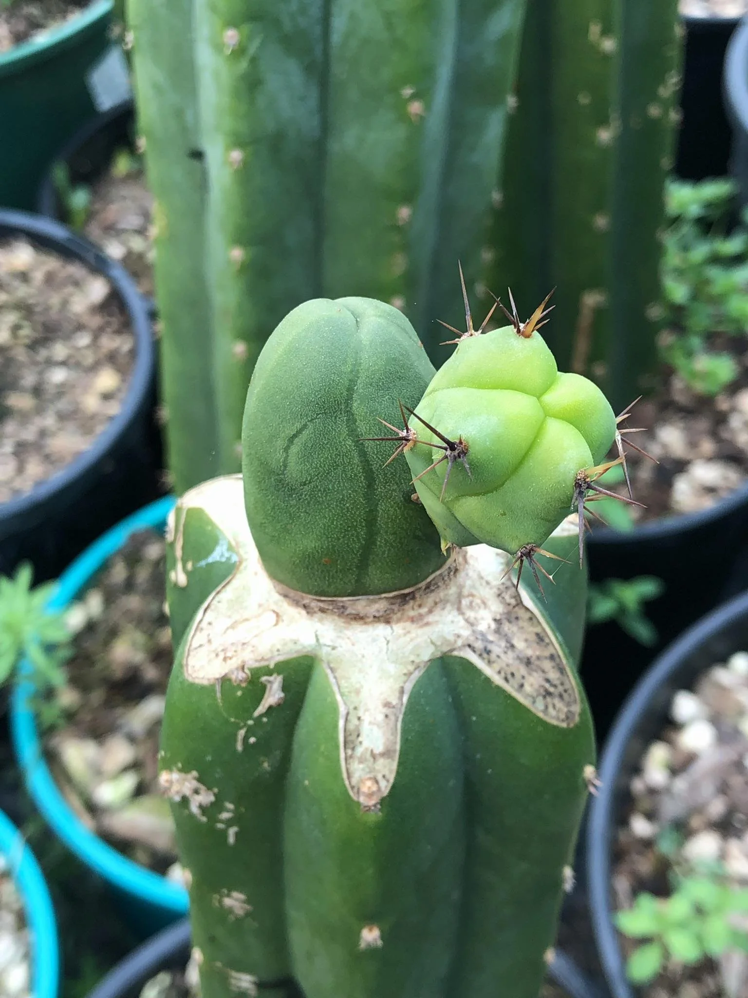 Cactus Grafting Workshop