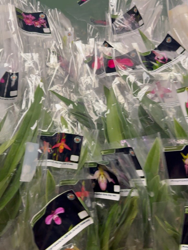 Thank you all so much for attending our Plant Pop Up with @ecuagenera_aracea 💚

We had so much fun looking at all the rare and unique plants they brought from Ecuador. Did you guys grab anything nice? Let us know in the comments down below!