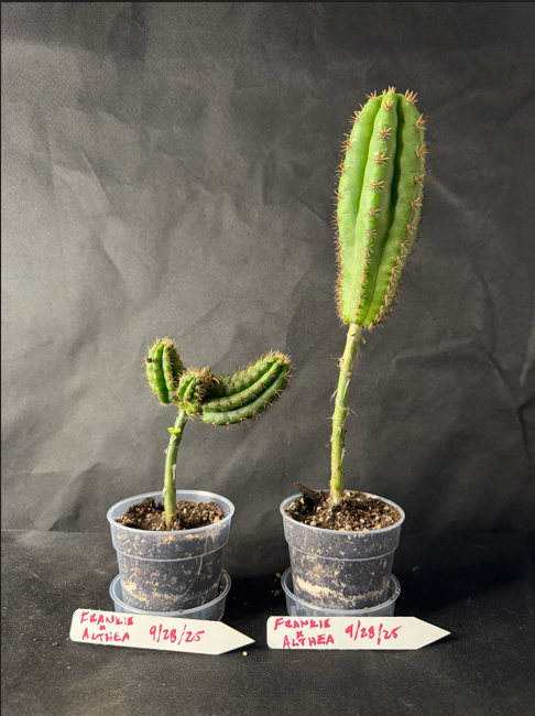 Cactus Grafting Workshop