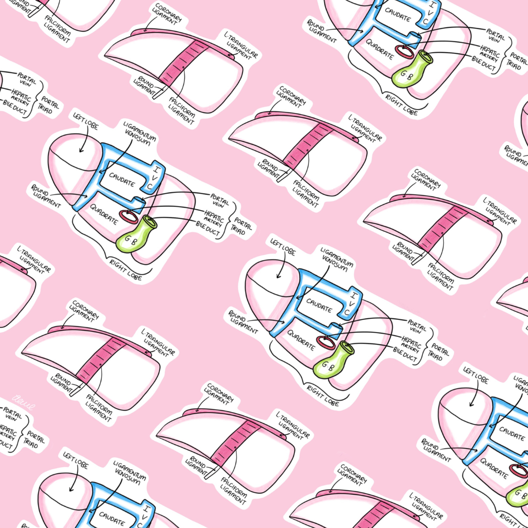 Repeated liver design on a pink background. Perfect for anatomy-lovers.