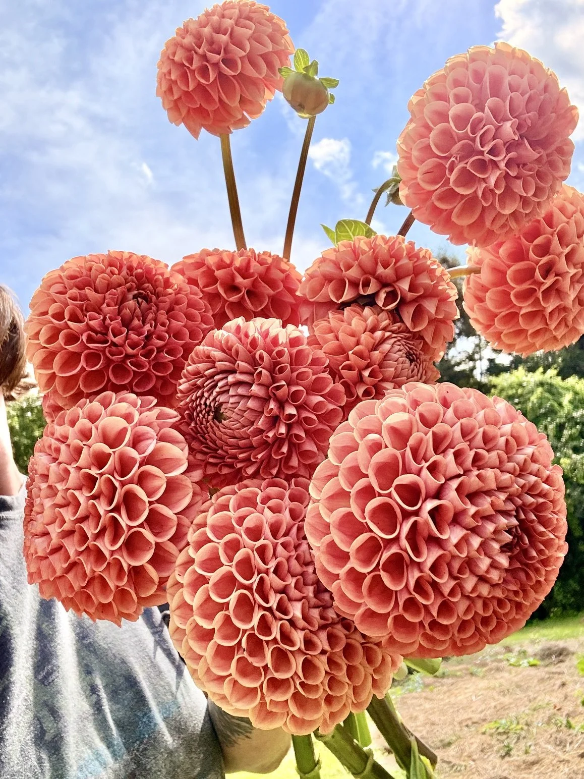 A person holding a large bouquet of pink dahlia flowers against a blue sky with some clouds.