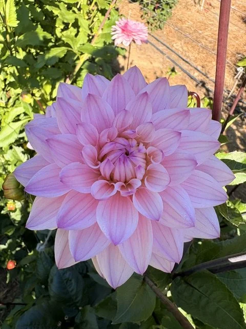 Pink dahlia flower in full bloom with green leaves and a garden background.