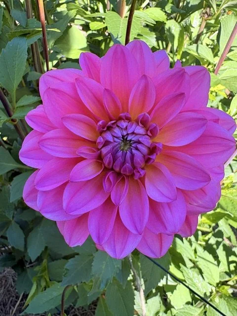 Close-up of a pink dahlia flower in full bloom surrounded by green leaves.