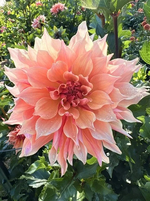 Pink dahlia flower in full bloom surrounded by green leaves and other flowers.