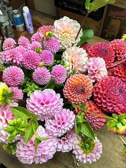 A colorful bouquet of pink, white, purple, and orange dahlias with green leaves, arranged on a table with various bottles and containers in the background.