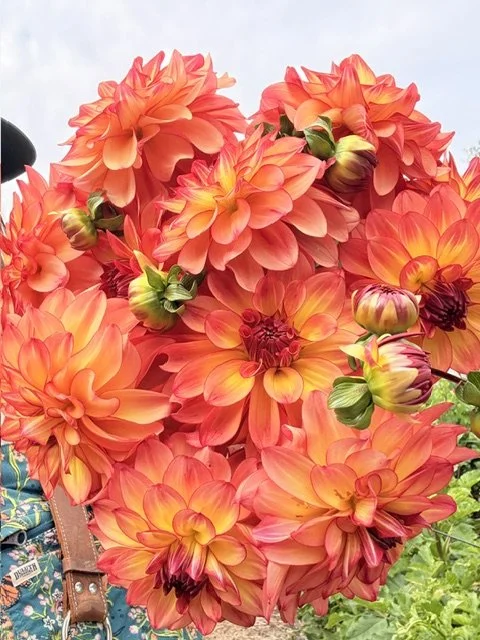 A large bouquet of orange and red dahlias with some unopened buds.