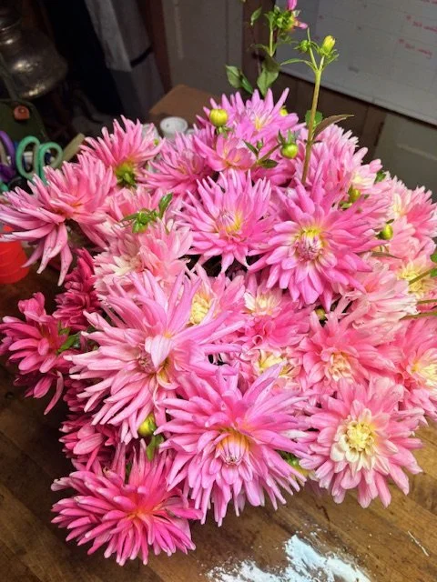 A large bouquet of pink and light yellow flowers with green buds on a wooden surface.