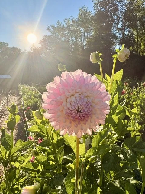 Pink and white dahlia flower blooming in sunlight with green leaves and a bright sun in the sky.