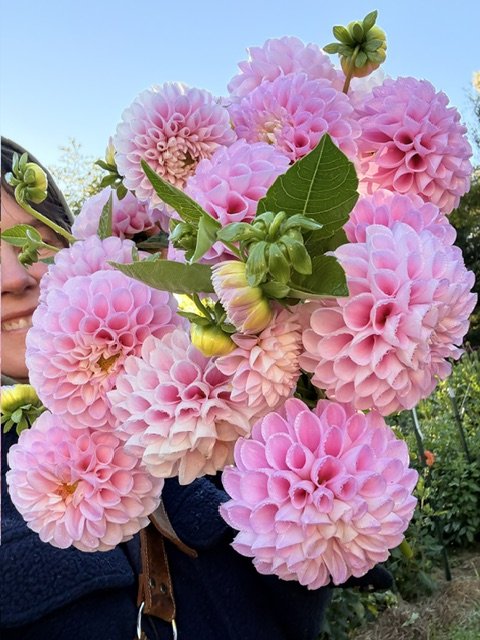 Close-up of a person holding a large bouquet of pink dahlias with green leaves, outdoors with blue sky and trees in the background.