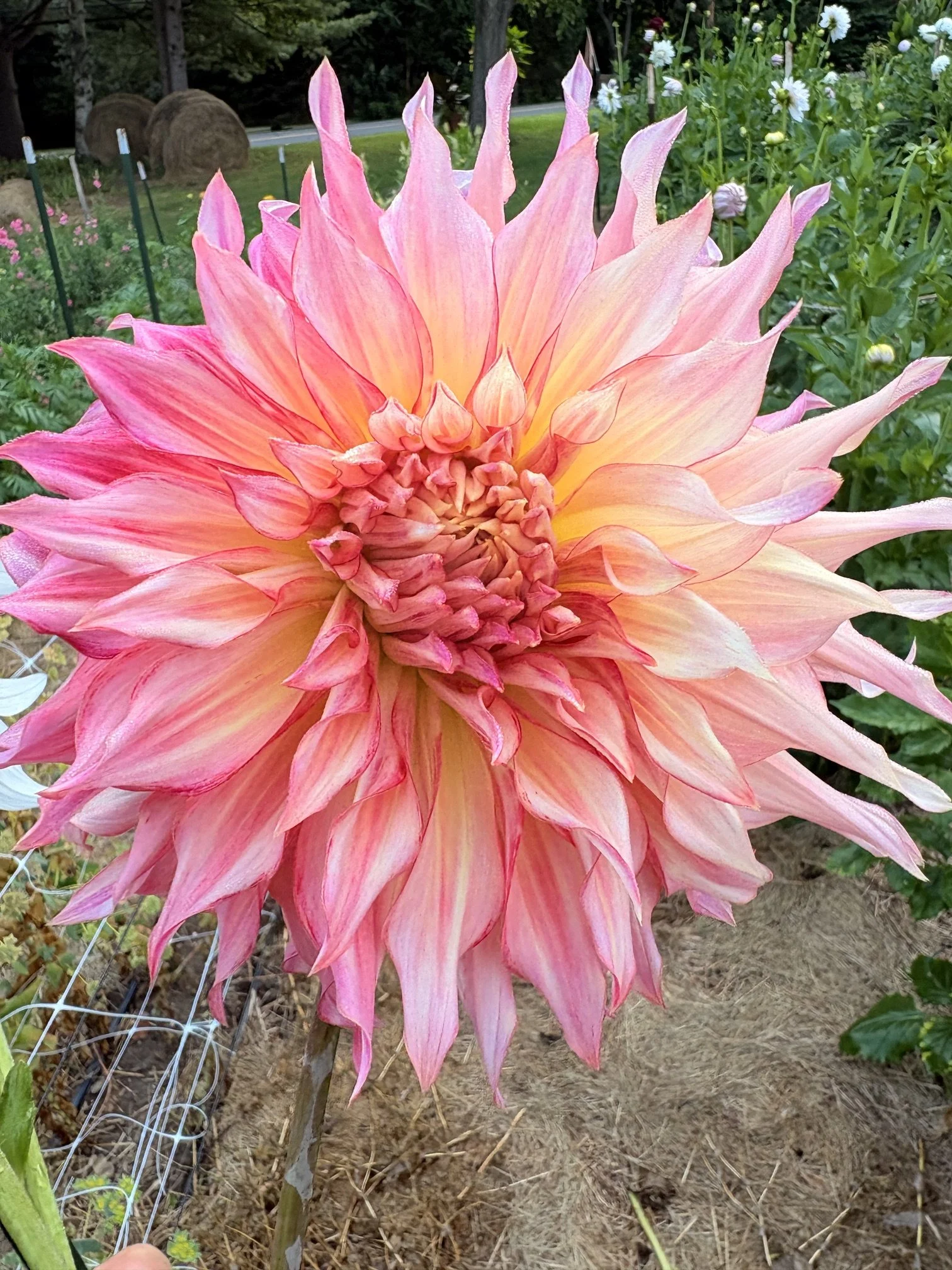 Close-up of a large pink and yellow dahlia flower in a garden with fencing and other flowers in the background.