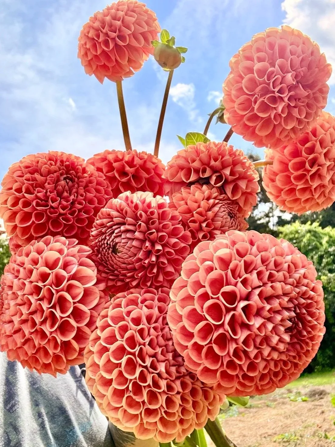Cluster of large, coral-colored dahlia flowers against a blue sky with clouds.