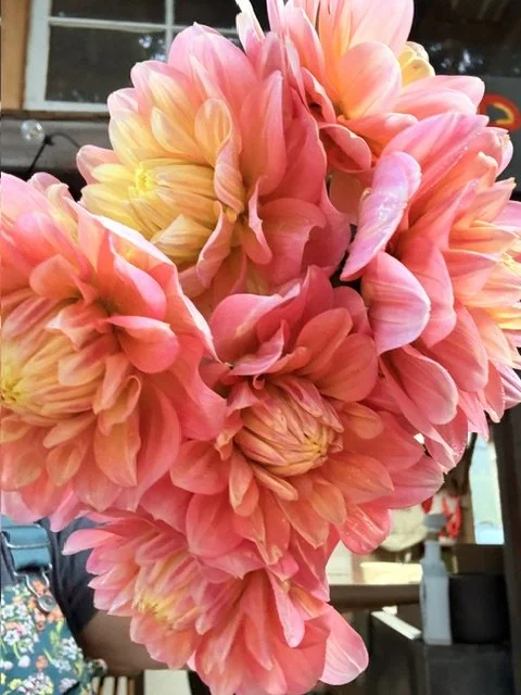 Close-up of pink and peach dahlia flowers arranged in a heart shape.