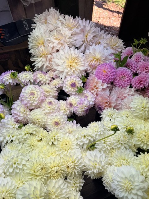 A variety of white, pink, and purple dahlias arranged in a display.
