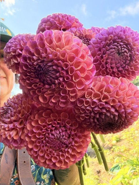 Close-up of pink and purple dahlias with tightly curled petals against a bright sky background.