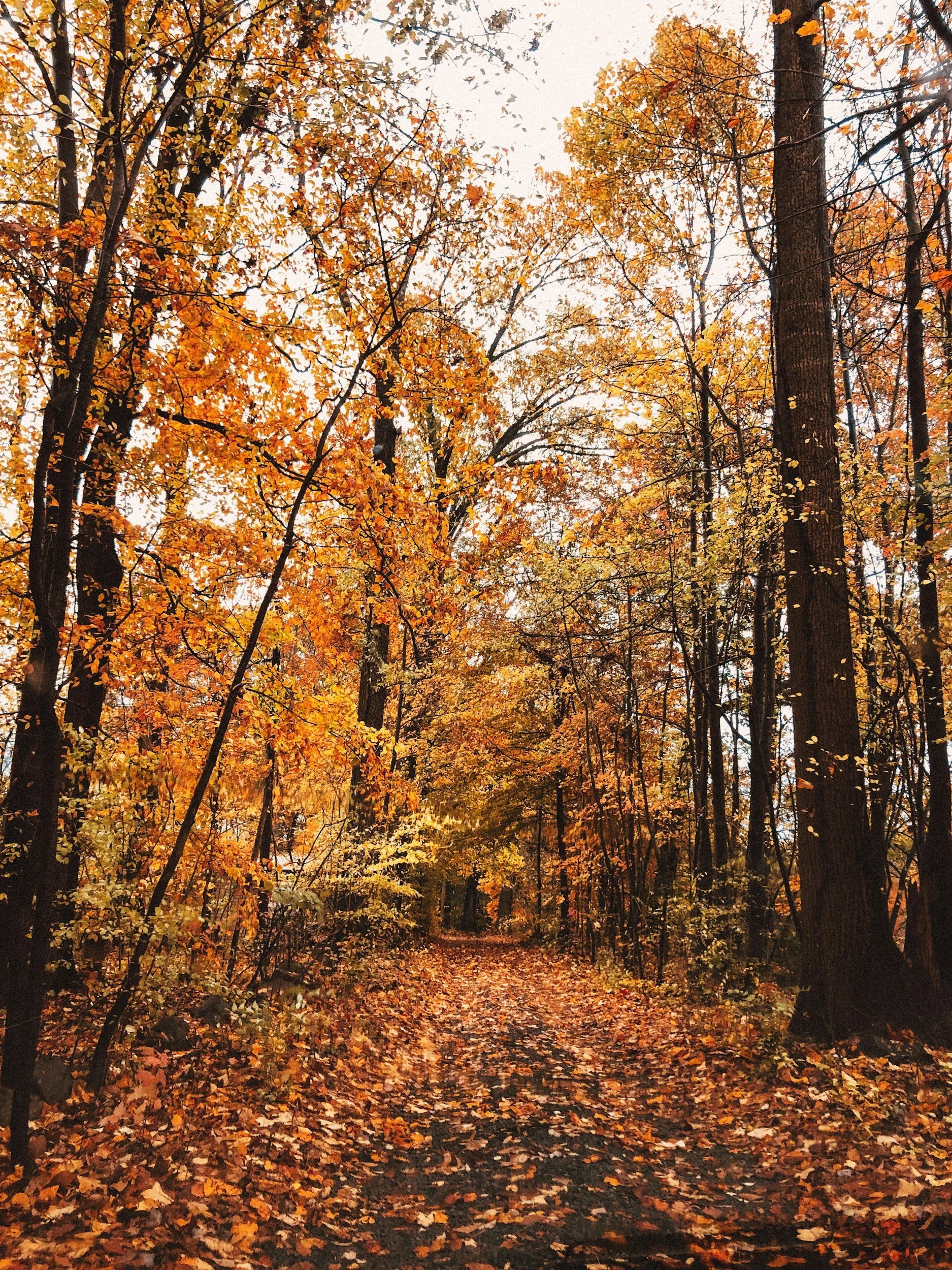 Why Fall Is One of the Best Times to Start Planning Your New Home in Maine